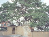 Likvidace vzrostlého jasanu v těsné blízkosti veřejné budovy