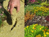 Když zelená střecha hospodaří s vodou: hydrofilní desky Isover prospívají vegetaci i okolnímu prostředí